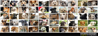 【Stray Dogs In Taiwan】