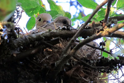 Doves Nesting in the Crab Apple Tree