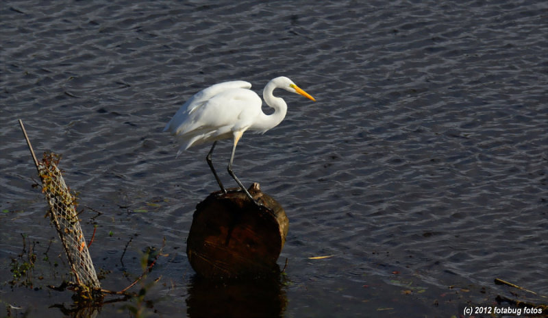 Egret Log Roll