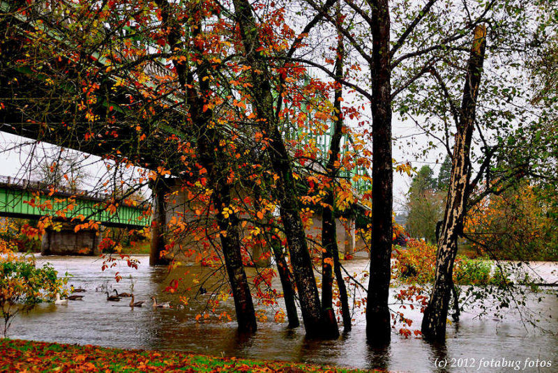 The Geese Dont Mind The High Water