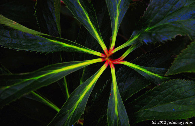Radiating Leaves