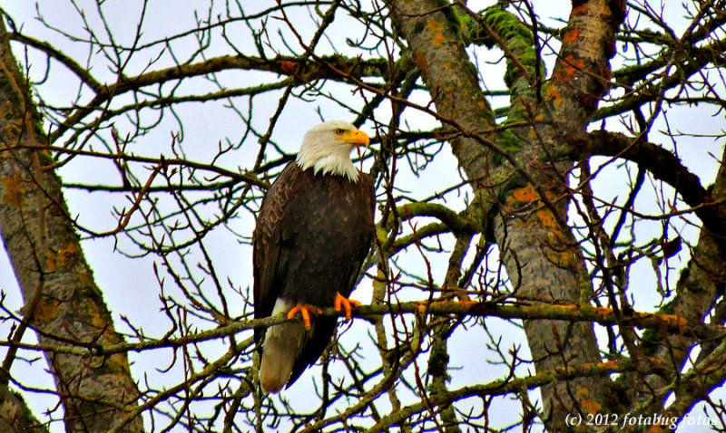 The Regal Bald Eagle