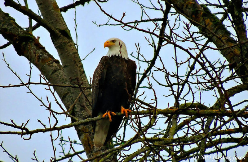 Bald Eagle - Alton Baker Park