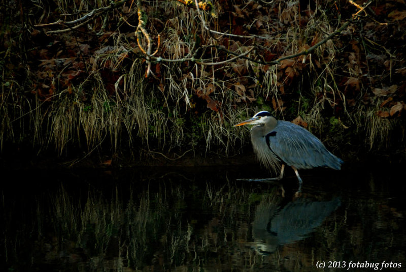 Great Blue Heron at Alton Baker Park