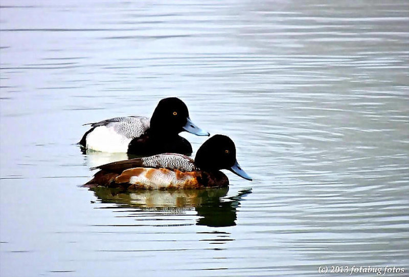 Greater Scaup