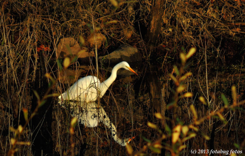 Great White Egret