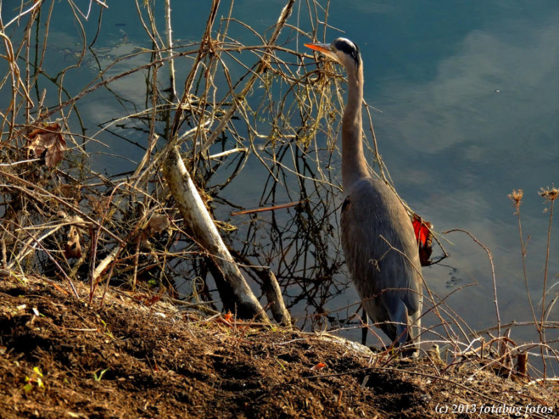Great Blue Heron