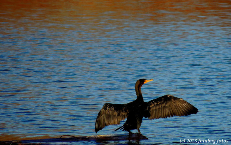 Cormorant