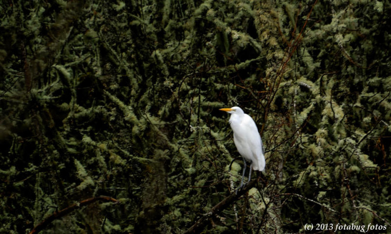 Great White Egret