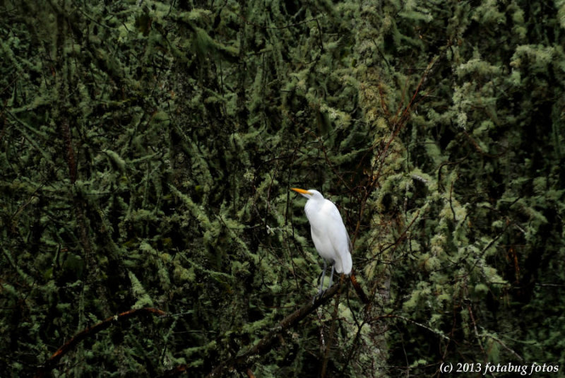 Great White Egret