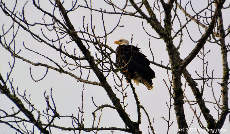 Bald Eagle
