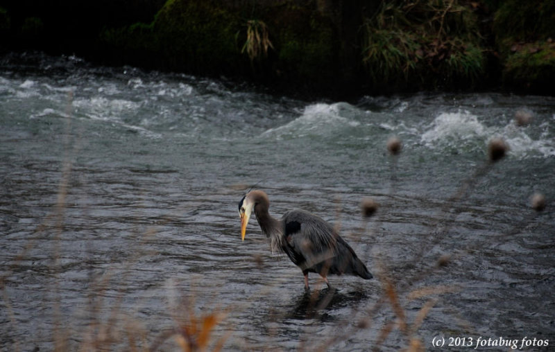 Great Blue Heron