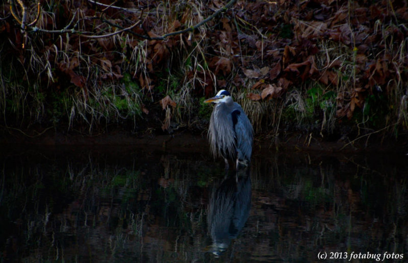 Great Blue Heron