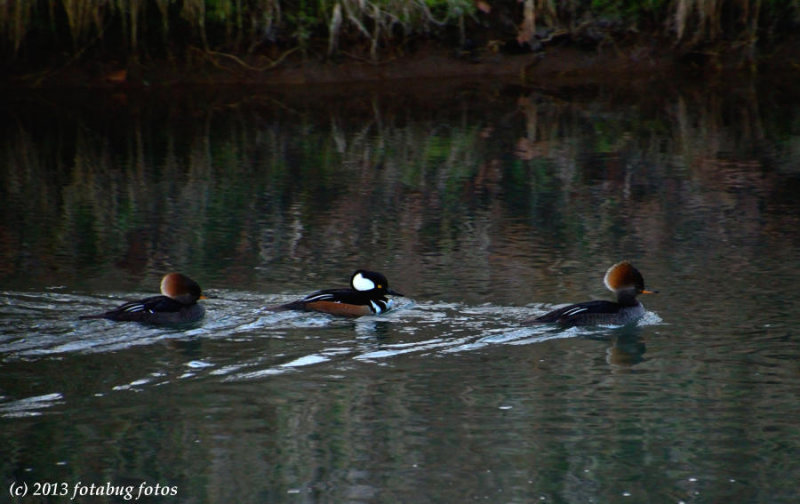 Hooded Mergansers