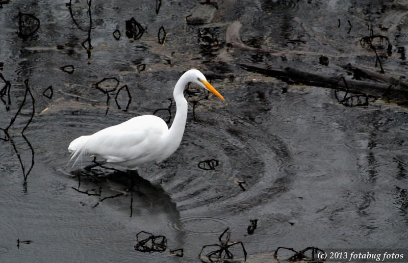 Great White Egret in Delta Ponds