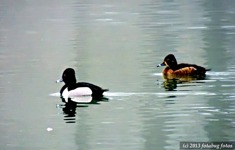 Ring-Necked Duck Pair