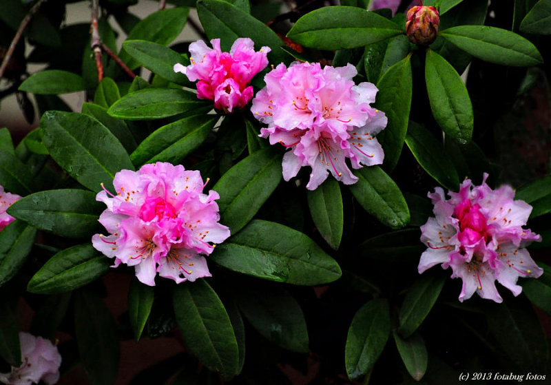 February Flowers - Rhododendrun