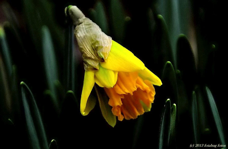 Delightful Daffodil (Narcissus)