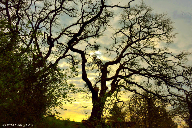 Oak Tree And Sunrise