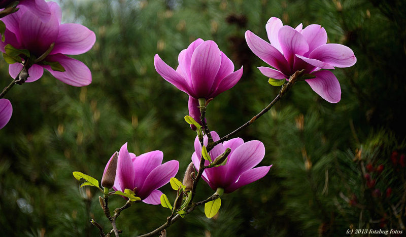  Alton Baker Park Blossoms Forth