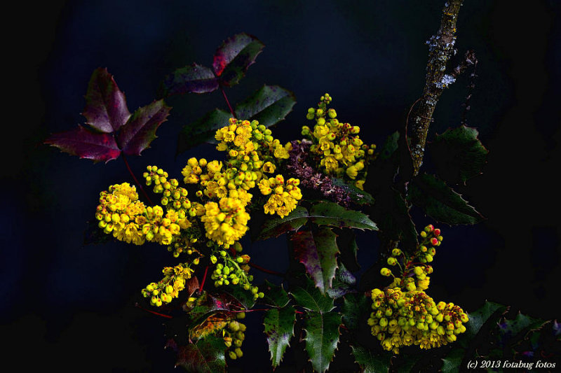 Oregon-Grape (Mahonia aquifolium)