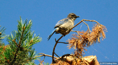 Perched High in a Tree