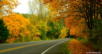 Fall Colors on Jasper/Lowell Road
