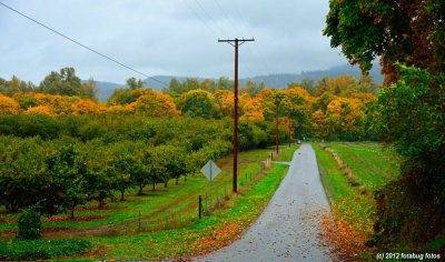 Harvest Lane