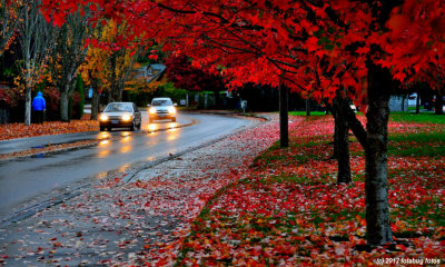 Fall colors along Hayden Bridge Road