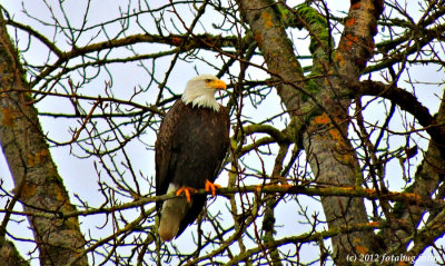 The Regal Bald Eagle