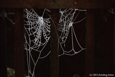 Frosty Webs