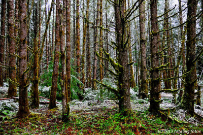 Snow Dusted Forest