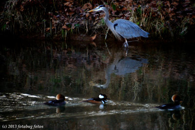 Hooded Mergansers passing a Great Blue Heron