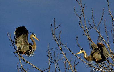 Herons In The Nesting Tree