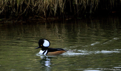 Male Hooded Merganser