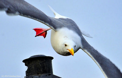 Close Encounter