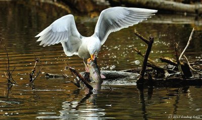 Herring Gull With Dinner
