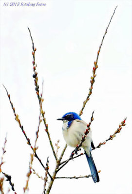 Western Scrub Jay