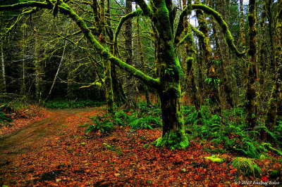 Waiting for You in the Forest!