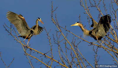 Courtship