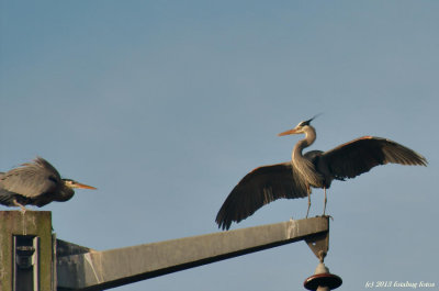 What do you think of my wingspan, baby?
