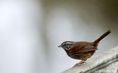 Song Sparrow