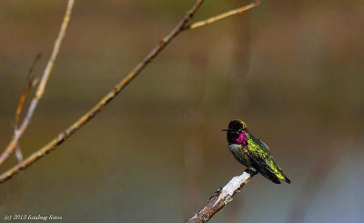 Annas Hummingbird