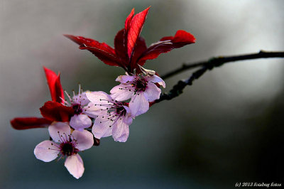Beautiful Blossoms