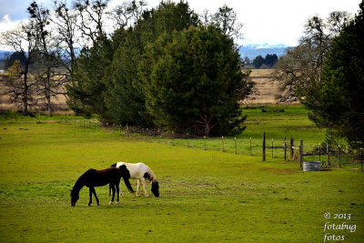 Pastured Horses