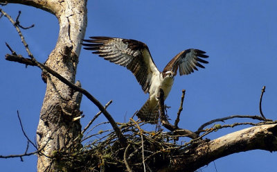 Nesting Osprey