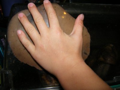 Aidan's hand compared to snail's foot