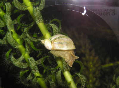 Baby pond snail