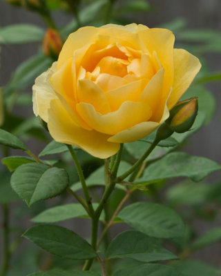 4209-Yellow-Rose