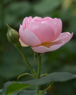 4211-Pink-Rose-Bud